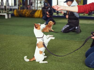 Cách huấn luyện chó con nghe lời: sen mới cần biết 0