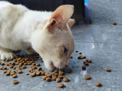 Có Nên Cho Mèo Ăn Hạt Nhiều Không Những Điều Người Nuôi Cần Biết 0
