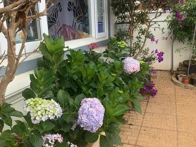 Cần cho thuê các căn hộ dịch vụ trong biệt thự đồi mây từ 25m2 - 40m2 4