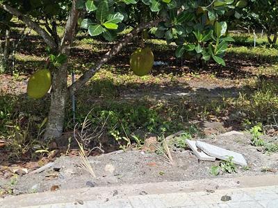 Đất chơn thành 200m 5 40 m chỉ 340 triệu, tặng kèm vườn mít 2