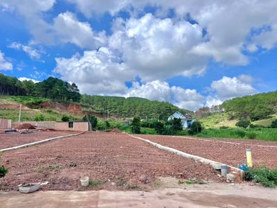 Cần Bán Đất 542m Có 200m Thổ Cư Giữa Đồi Thông, Lý Tưởng Xây Nhà Vườn 0