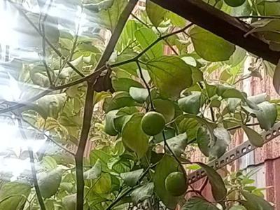 Chính chủ bán nhà mặt tiền đường tx52, phường thạnh xuân, quận 12, tp.hcm - vị trí đẹp dễ khai thác 3