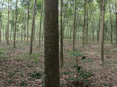 Bán đất 19500m2 giá 19.5 tỷ tại - chọn - xã bình mỹ huyện bắc tân uyên bình dương 1