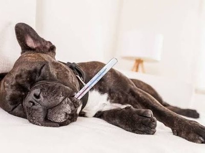 CẢNH BÁO ĐỎ  Nỗi ám ảnh mang tên  boss hắt hơi  và chiếc ví  bốc hơi  trong một nốt nhạc . 2