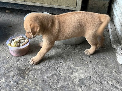 Bán cún con Phú Quốc lai đực 0