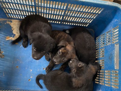 Bán cún con Phú Quốc lai đực 1