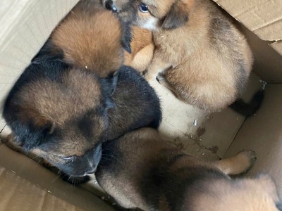 Bán cún con Phú Quốc lai đực 2
