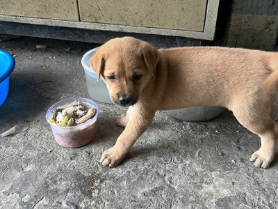 Bán cún con Phú Quốc lai đực 3