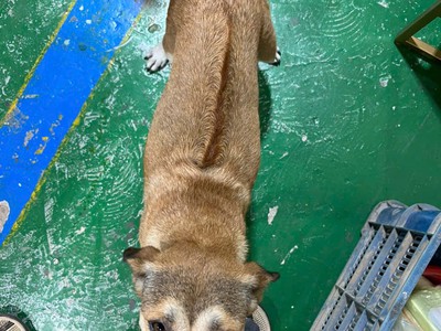 Bán cún con Phú Quốc lai đực 5