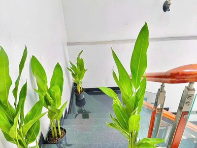 Cho thuê phòng trọ giá rẻ - tại tân bình, hồ chí minh - 25m2 - 4tr 1