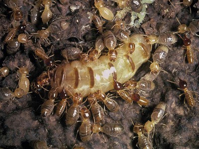 EMASU PEST là đơn vị cung cấp dịch vụ diệt mối, diệt chuột, diệt muỗi và kiểm soát côn trùng 0