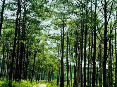 Bán gấp lô đất 500m2 view hồ đồi thông sổ sẵn có thổ cư 0