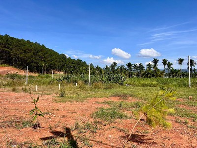 Cần Bán Đất 309m , 209m Đất Ở, 2 Mặt Tiền, Giữa Đồi Thông 1