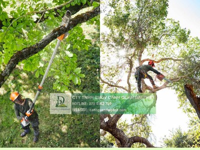 Cắt cỏ Cưa cây Bà Rịa Vũng Tàu 1