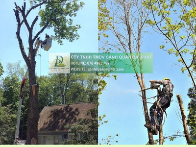 Cắt cỏ Cưa cây Bà Rịa Vũng Tàu 2