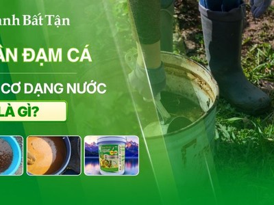 Phân đạm cá dạng nước là gì 0
