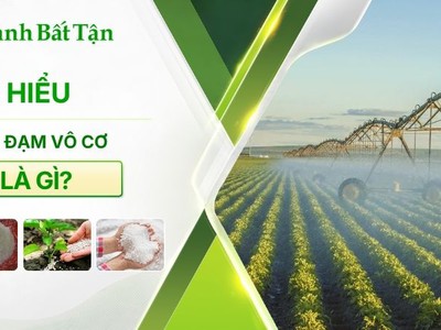 Tìm hiểu Phân đạm là gì 0