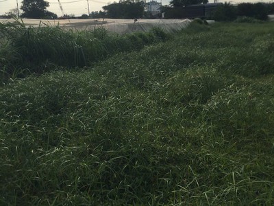 Chính chủ bán gấp 2.779M đất Hóc Môn giá chỉ 20 TRIỆU/M 2